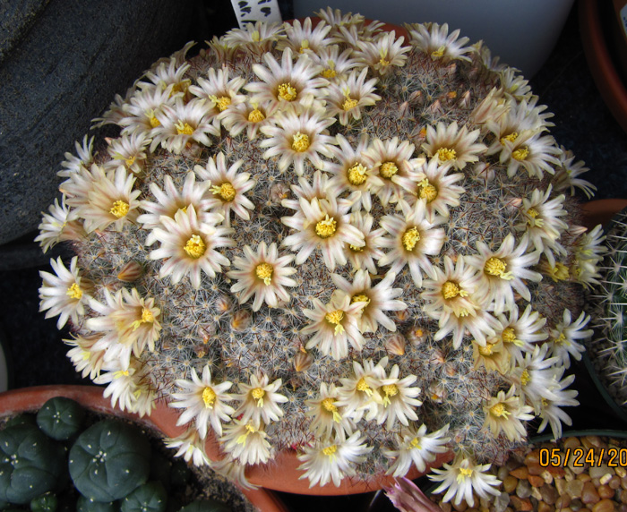 Mammillaria prolifera